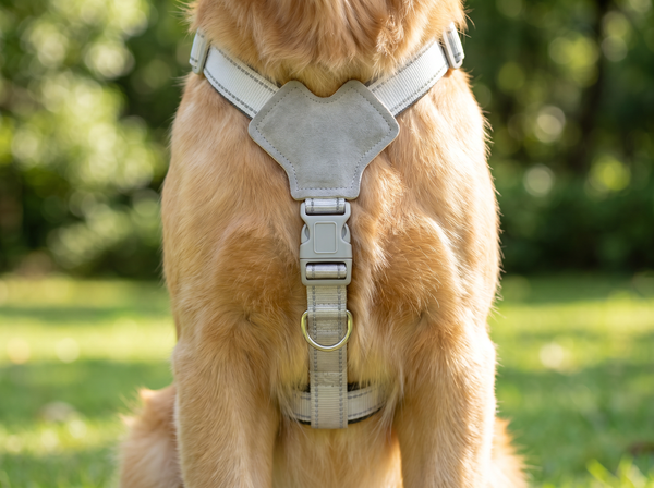 PACT harness on dog